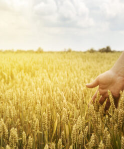 Аграрное производство