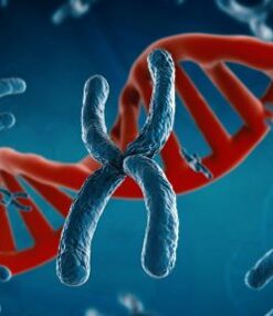 Цитогенетика