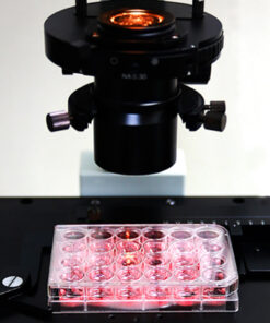 Alternative view of Планшеты для клеточных культур SPL Life Sciences